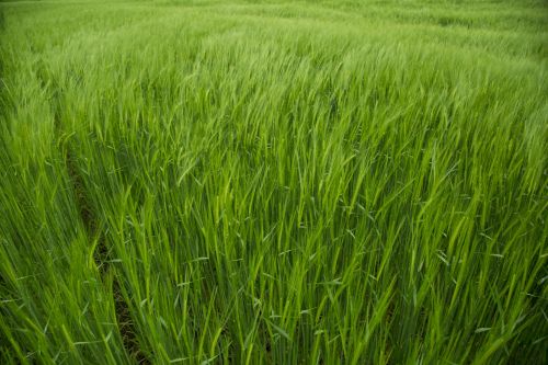 Green Barley Field