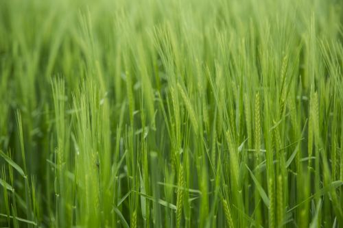 Green Barley Field