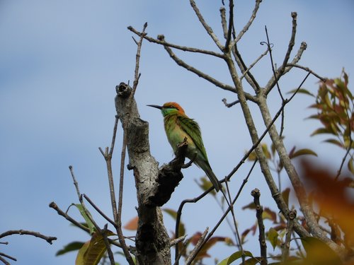 green bee-eater  bird  thailand