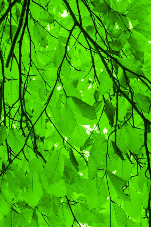 Green Beech Leaves