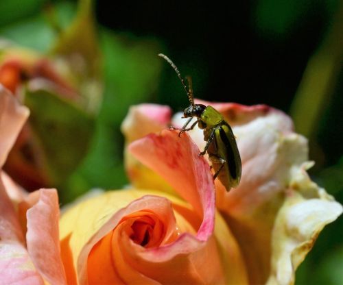 green beetle rose insect