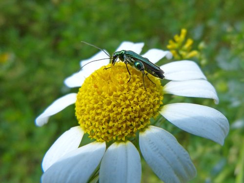 green beetle  psilothrix viridicoerulea  margaret wild
