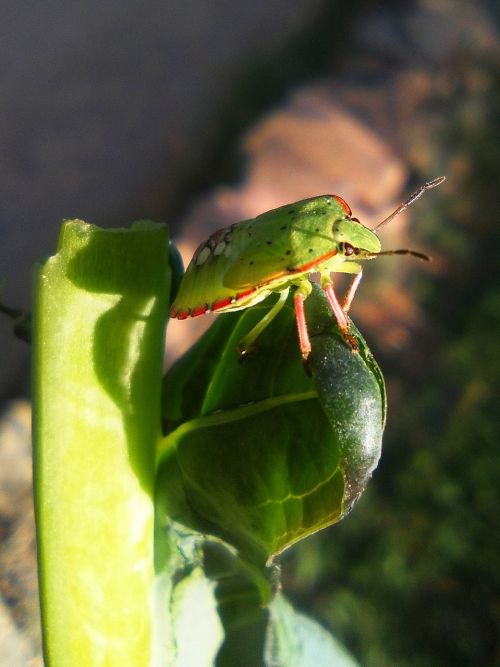 green beetle col insect