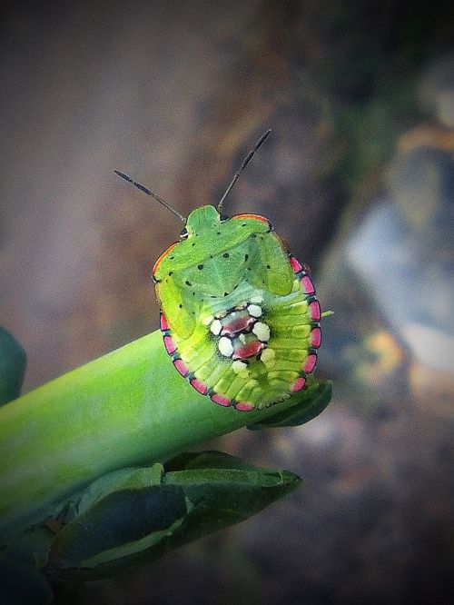 green beetle stem insect