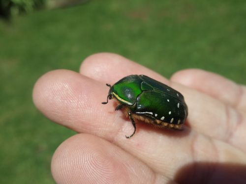 green beetle green june bug