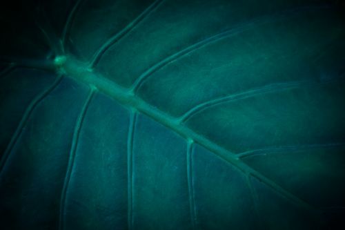 Green Blue Leaf Detail
