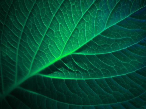 Green Blue Leaf Detail