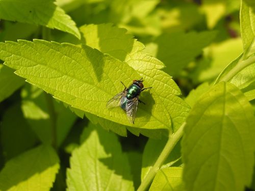 green bottle fly fly leaf