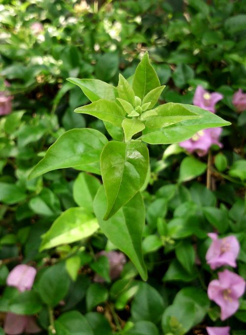 Green Bougainvillea Leaves