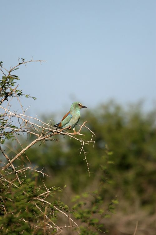green-breasted roller bird wildlife