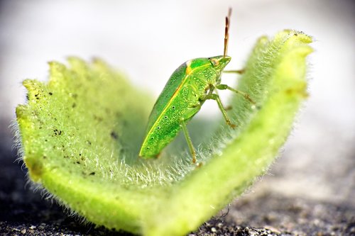 green bug  insect  arthropod