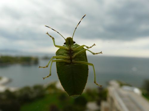 green bug bug beetle