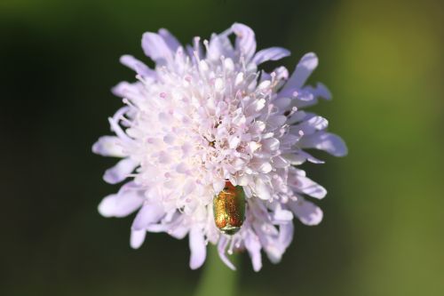 green bug on violet flower macro meadow