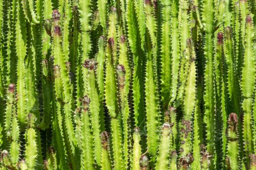 Green Cactus Background