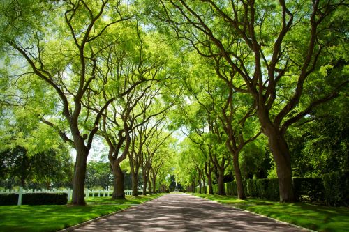 Green Canopy