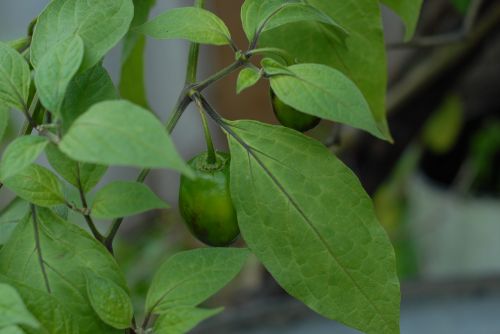 green chile vegetable nature