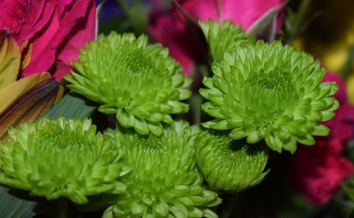 green chrysanthemums chrysanthemum flower