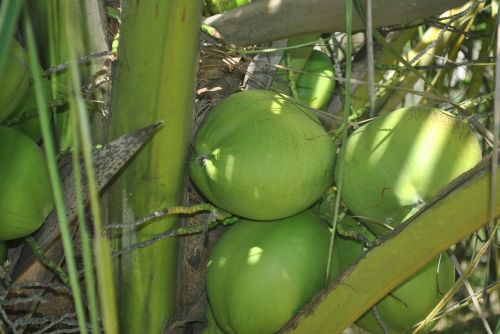 green coconut coco coconut tree
