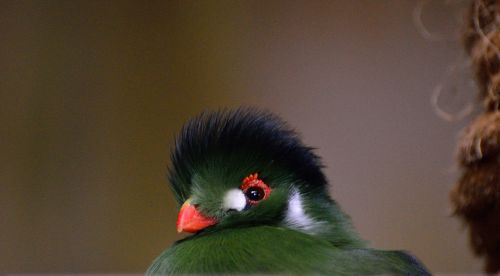 green crested turaco exotic bird