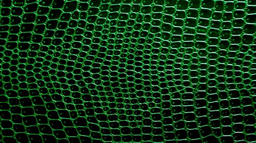 Green Crocodile Skin Background