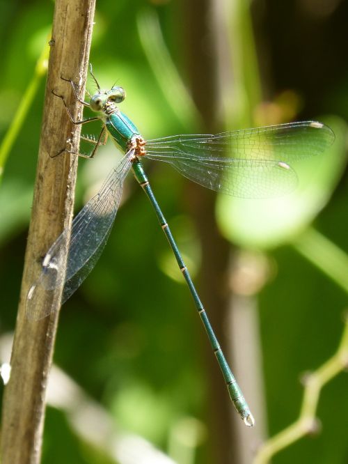 green dragonfly winged insect pond