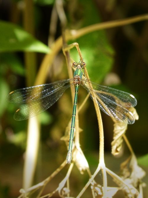 green dragonfly winged insect iridescent