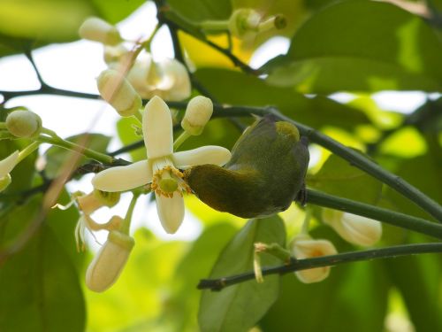 green embroidered eyes grapefruit trees nectar