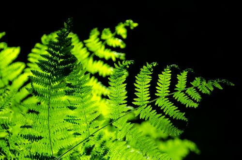 Green Fern