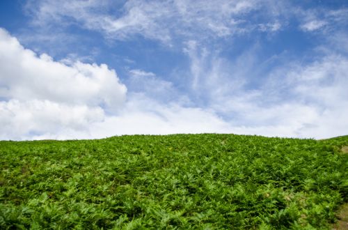 Green Ferns And Blue Sky