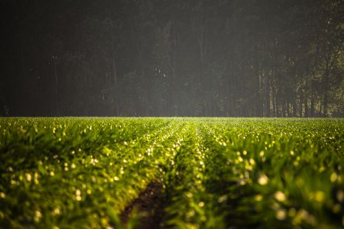 Green Field