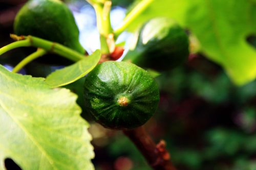 Green Fig 2