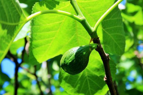 Green Fig And Leaves