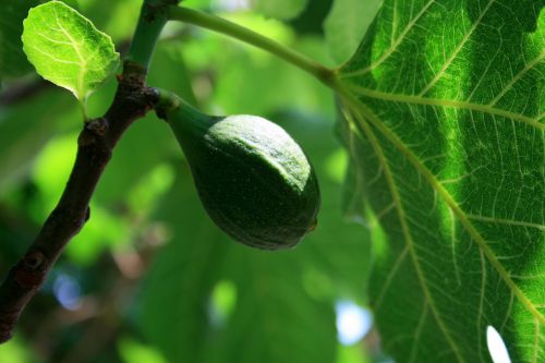 Green Fig On Tree