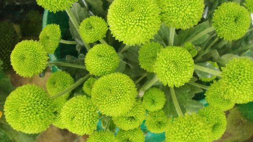 green flower symmetry green balls