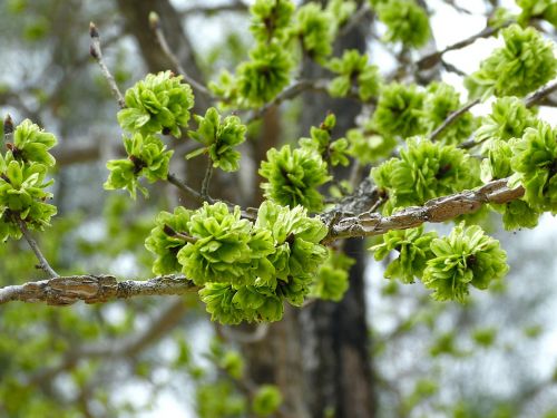 green flower green bloom