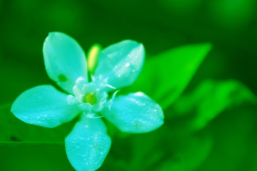 Green Flower Background