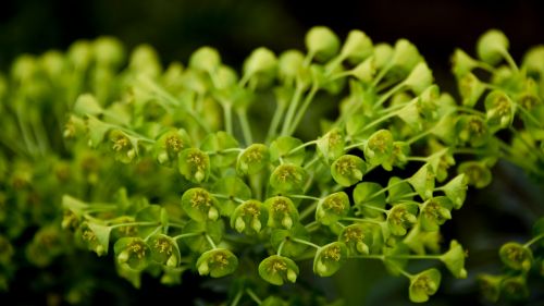 Green Flowers