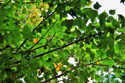 green foliage leaves dense tree