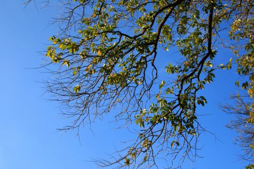 Green Foliage Against The Sky