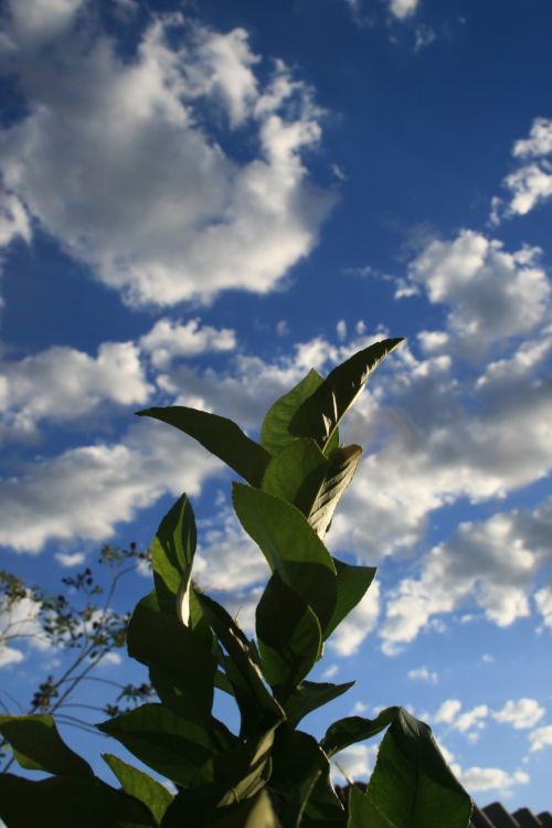Green Foliage Against The Sky