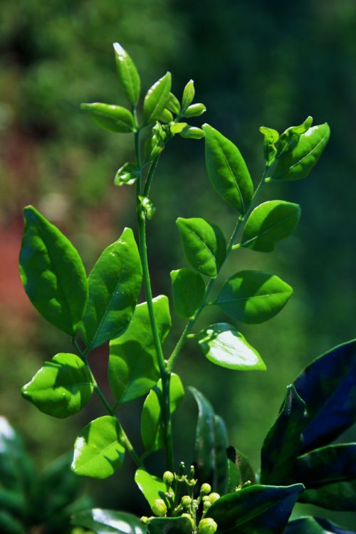 Green Foliage And Buds