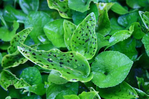 Green Foliage With Drops