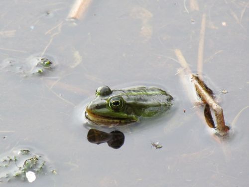 green frog plas nature