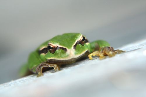 green frog frog stick
