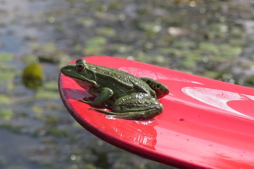 green frog  red paddle  water landscape