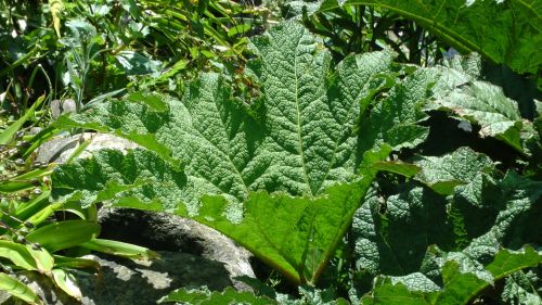 Green Garden Background