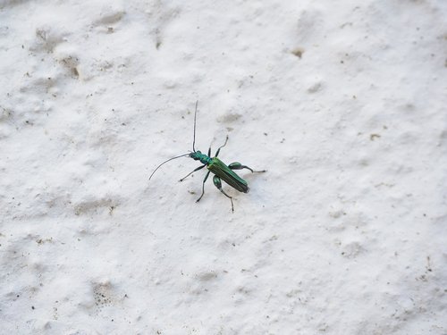 green glow-beetle  insect  beetle