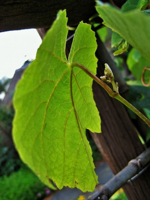 Green Grape Vine Leaf