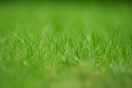 Green Grass