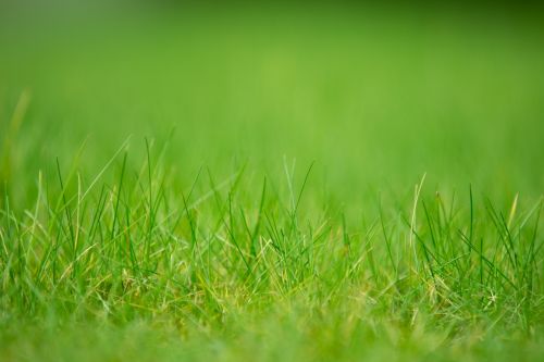 Green Grass